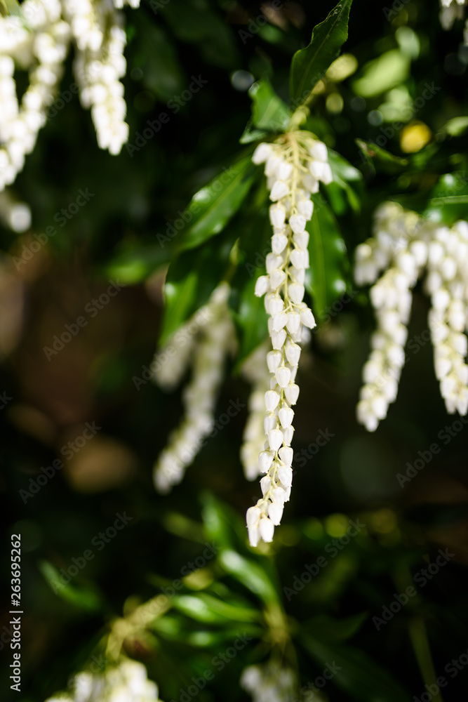 Naklejka premium white flowers in spring