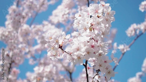 Beautiful cherry blossom sakura in spring time over blue sky. movement with the wind.