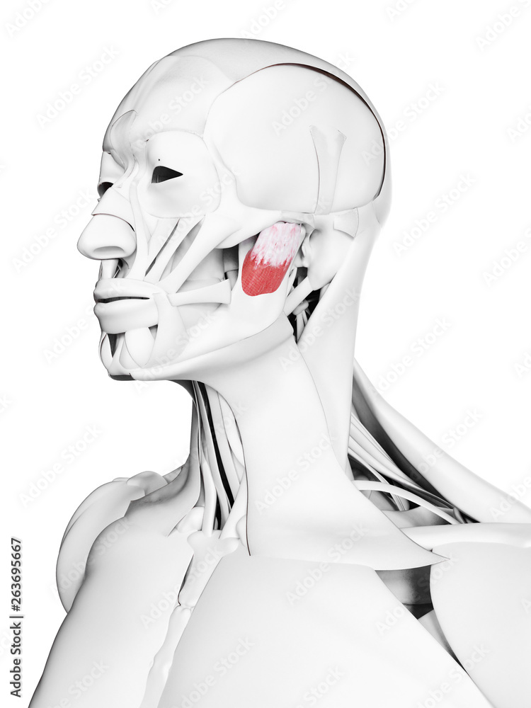 3d rendered medically accurate illustration of the deep masseter 3d rendered medically accurate illustration of the deep masseter