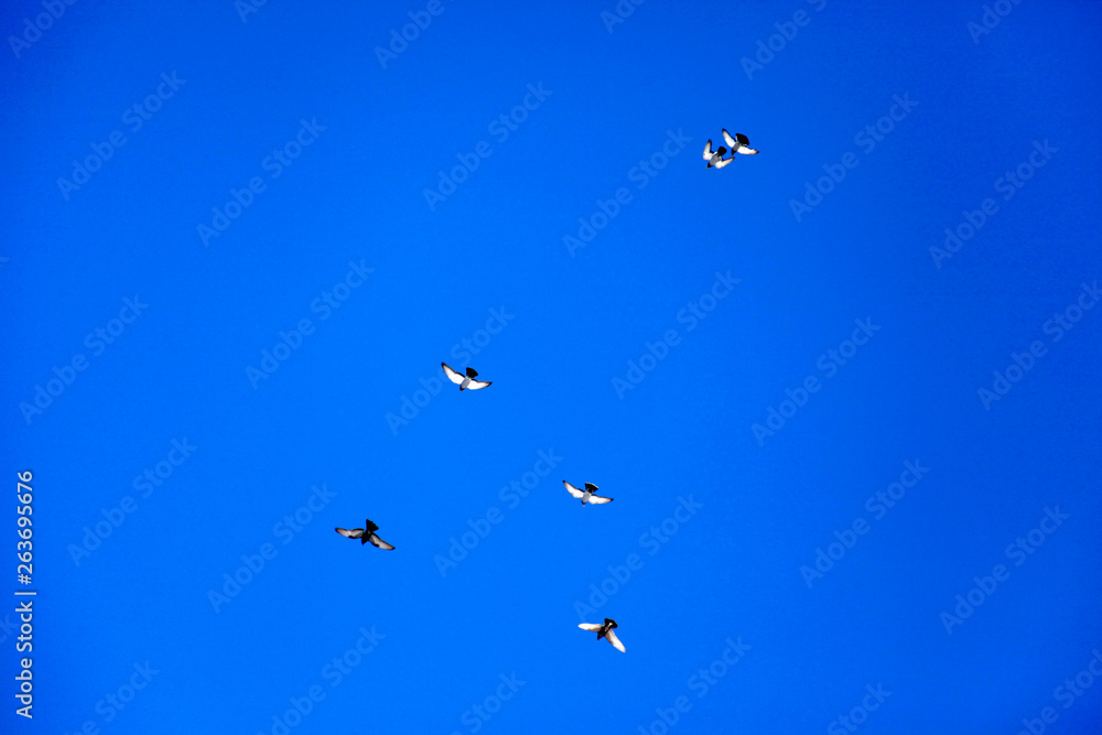 pigeons flying in the sky