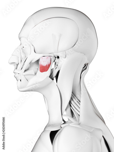 3d rendered medically accurate illustration of the deep masseter