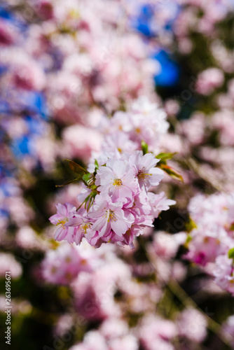 blooming cherry tree