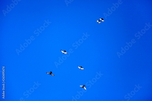 pigeons flying in the sky