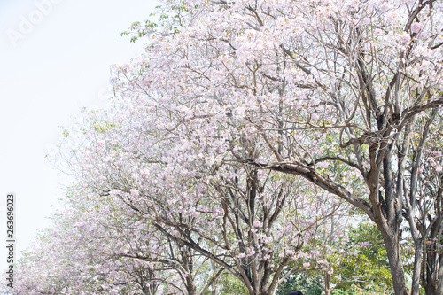 Walk path surrounded with blossoming pink trumpet chompoo pantip tree. photo