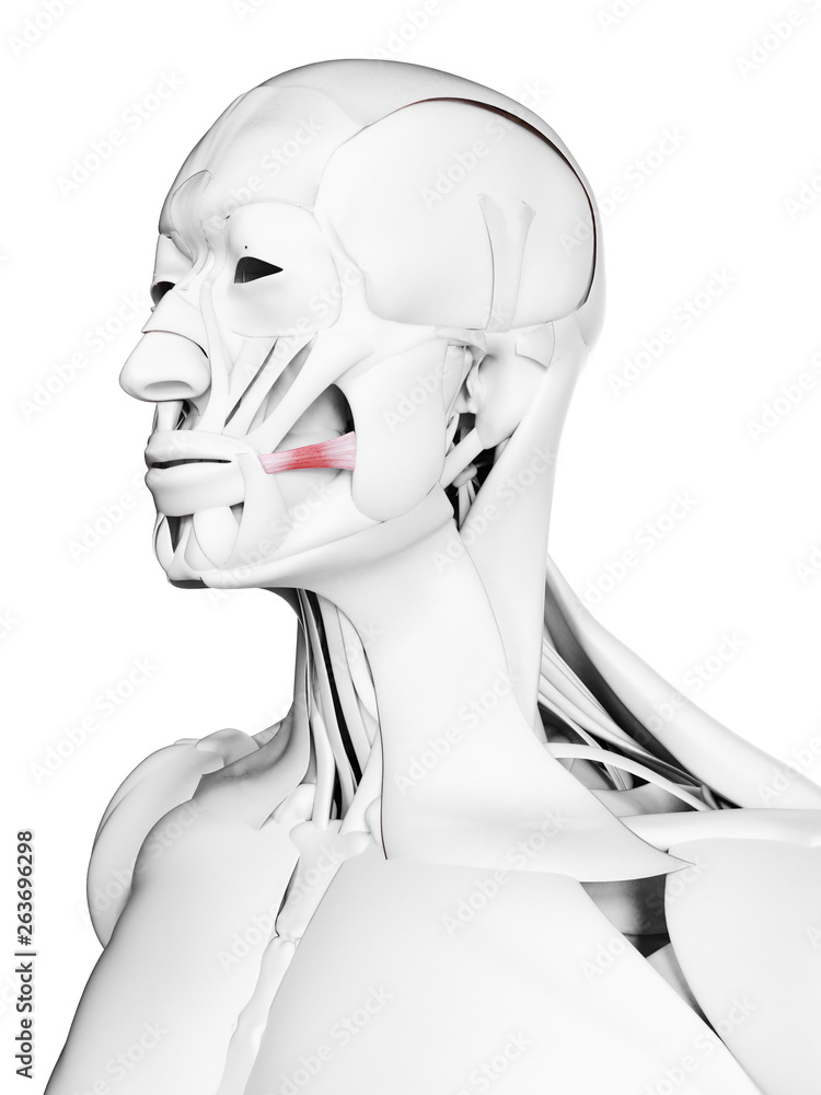 3d rendered medically accurate illustration of the risorius 3d rendered medically accurate illustration of the risorius