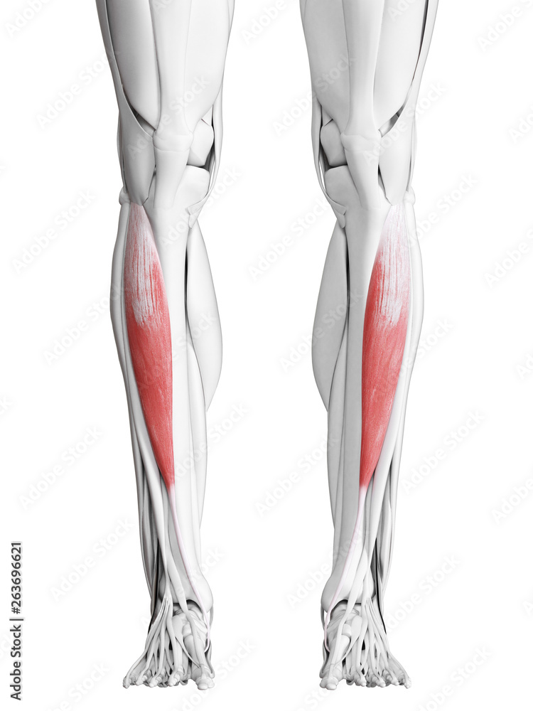 3d rendered medically accurate illustration of the tibialis anterior 3d rendered medically accurate illustration of the tibialis anterior