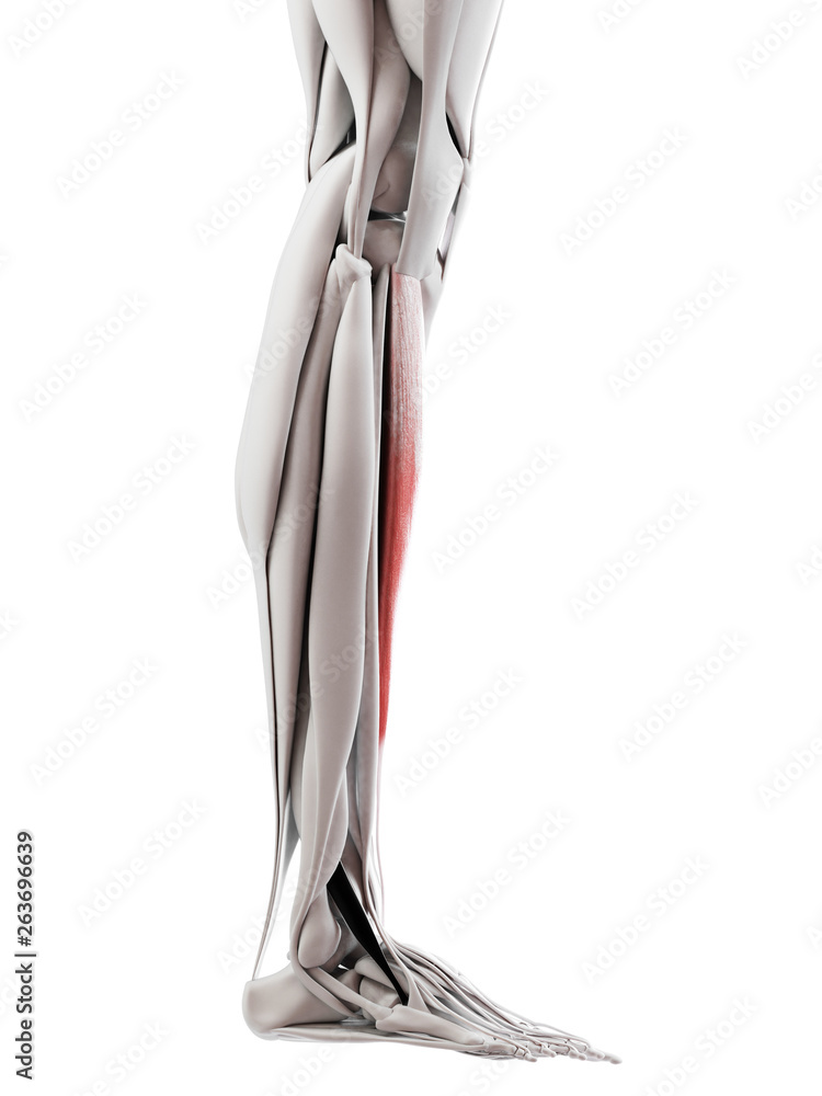 3d rendered medically accurate illustration of the tibialis anterior 3d rendered medically accurate illustration of the tibialis anterior