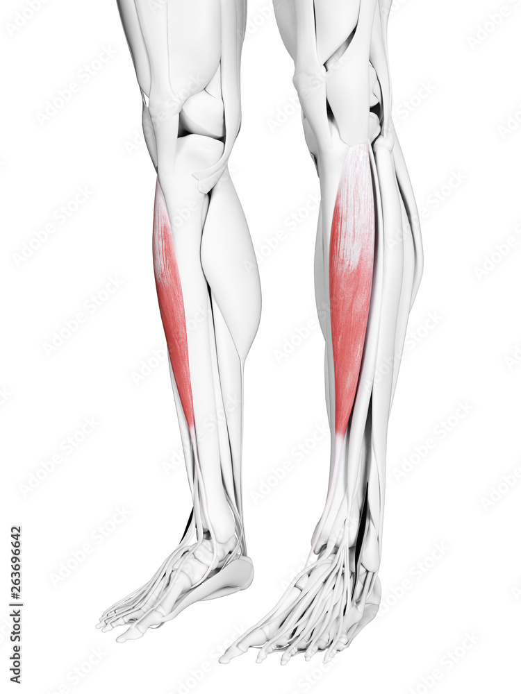 3d rendered medically accurate illustration of the tibialis anterior 3d rendered medically accurate illustration of the tibialis anterior