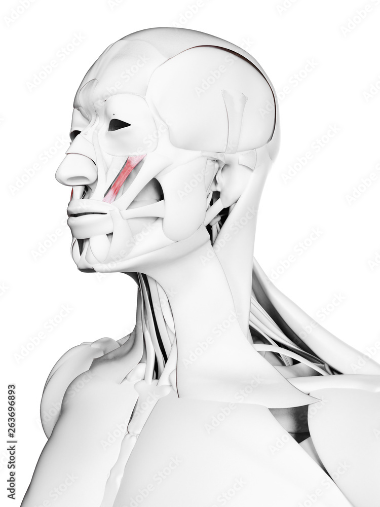 3d rendered medically accurate illustration of the zygomaticus minor 3d rendered medically accurate illustration of the zygomaticus minor