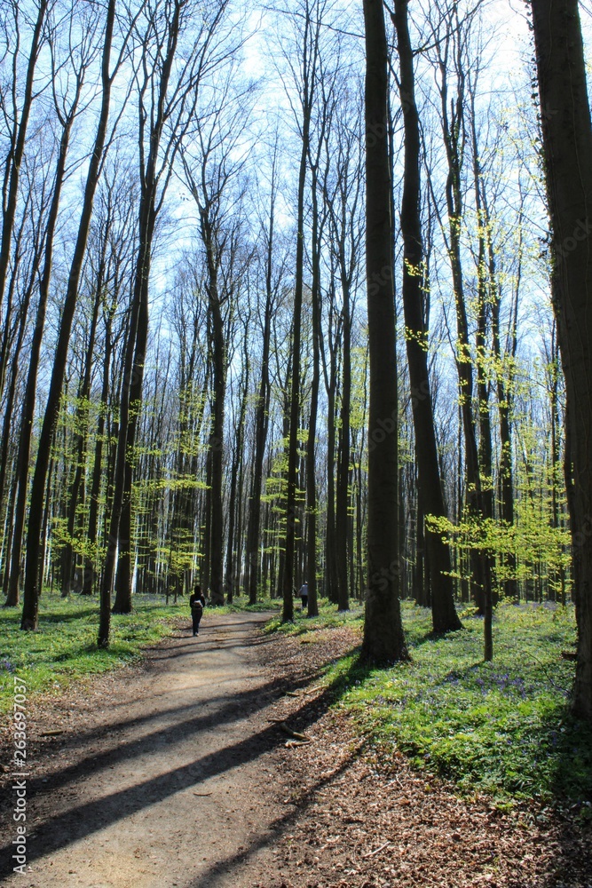 Fototapeta premium Blue hyacinths in a wood, trees and shadows