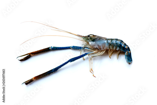 A big fresh river prawn are ready for cooking to tom Yum Goong on the White Blackground.