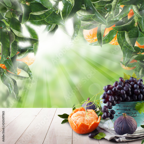 Fototapeta Naklejka Na Ścianę i Meble -  Fruits on tangerin's tree in green sunlight garden. Natural morning background