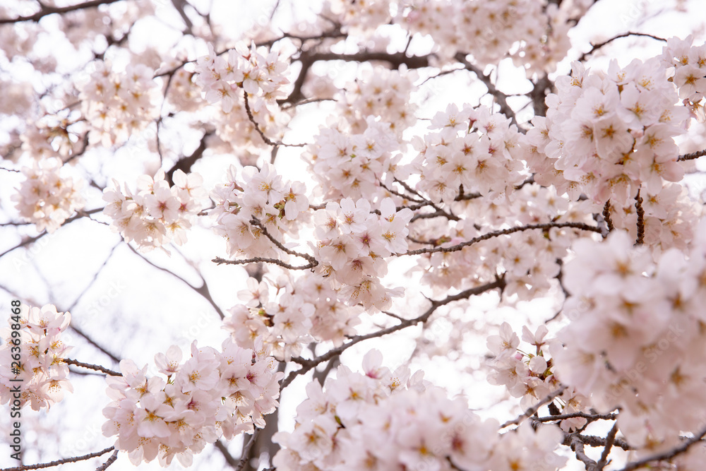 桜