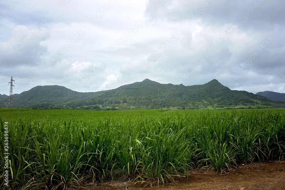 Sugar cane field with mountain range behind him on a cloudy day Sugar cane field with mountain range behind him on a cloudy day