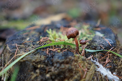 mushroom on tree trunk