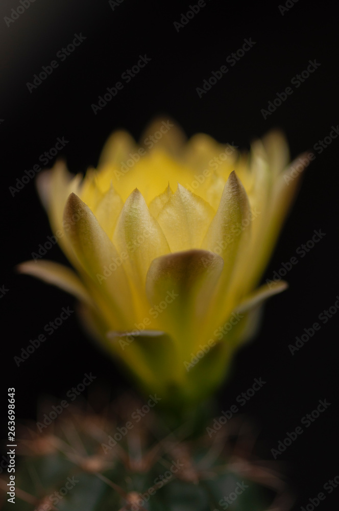 Obraz premium Fleur jaune de cactus