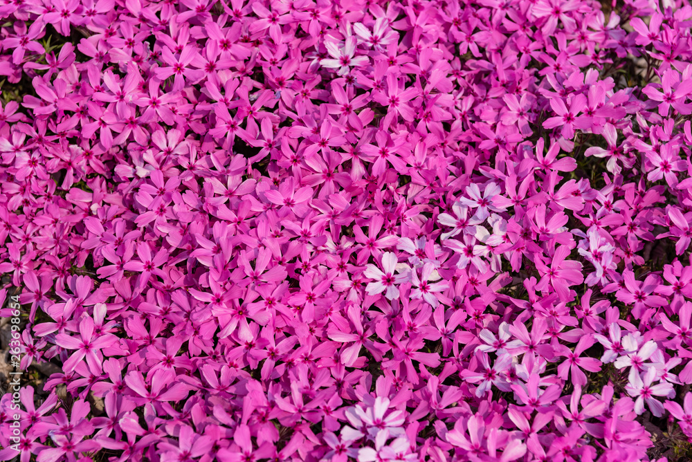 Background with small moss pink flowers, moss phlox