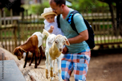 Preschool boy, petting little goat in the kids farm. Cute kind child feeding animals