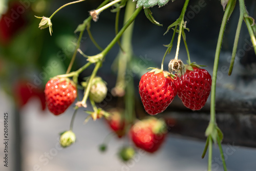 Strawberry farm, Strawberry picking