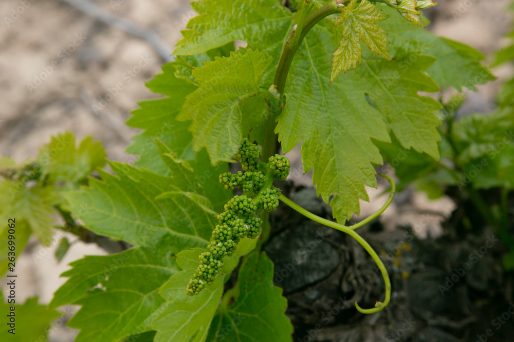 Brote de racimo de uvas creciendo en la parra Brote de racimo de uvas creciendo en la parra