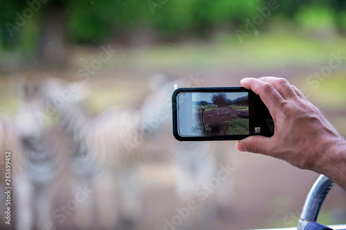 Man, taking pitcure with phone of herd of zebras and ostrich in the wild in park