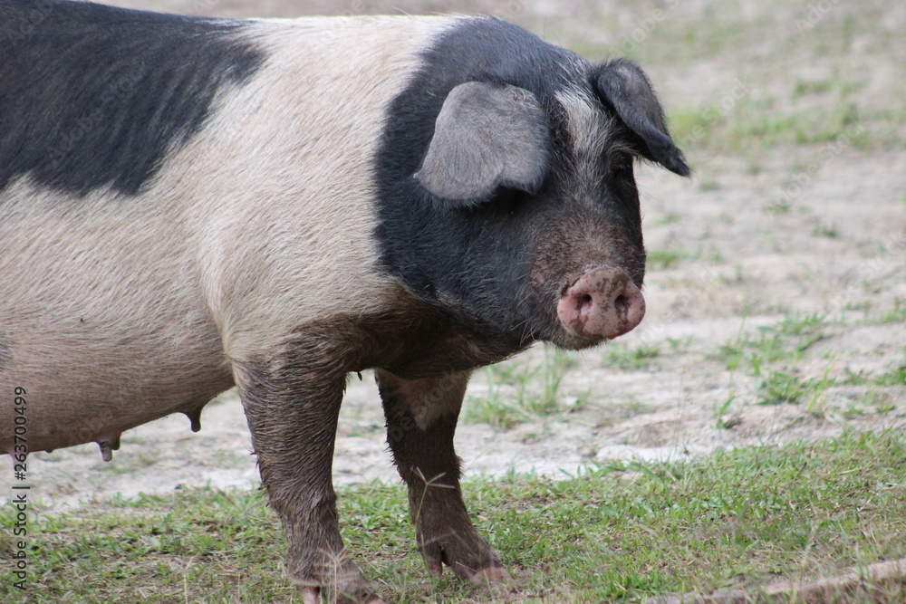 pig in the mud pig in the mud