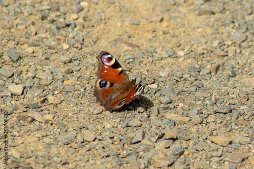 Nahaufnahme eines roten Schmetterling Aglais io  Tagpfauenauge  auf steinigem Sandboden sitzend