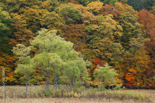 Autumn Leaves in Oze swamp - 尾瀬湿原の紅葉