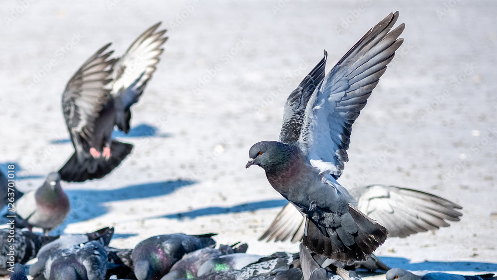 Naklejka premium beautiful pigeon takes off in the Park in winter