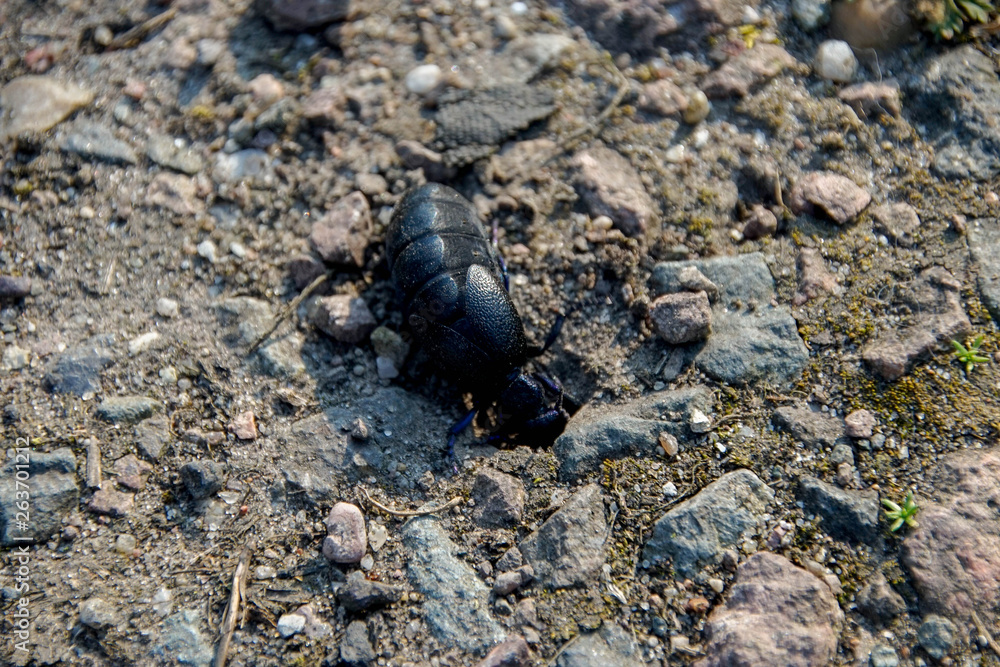 Ölkäfer, gedärme, Hintergrund, Gelb, Schwarz, Leben, Insekt Ölkäfer, gedärme, Hintergrund, Gelb, Schwarz, Leben, Insekt