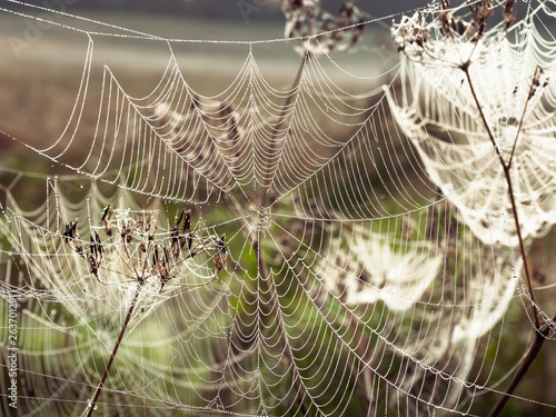 Beautiful Cobweb Decorated With Drops of Dew Swaying in the Wind in the Early Morning. Natural Background