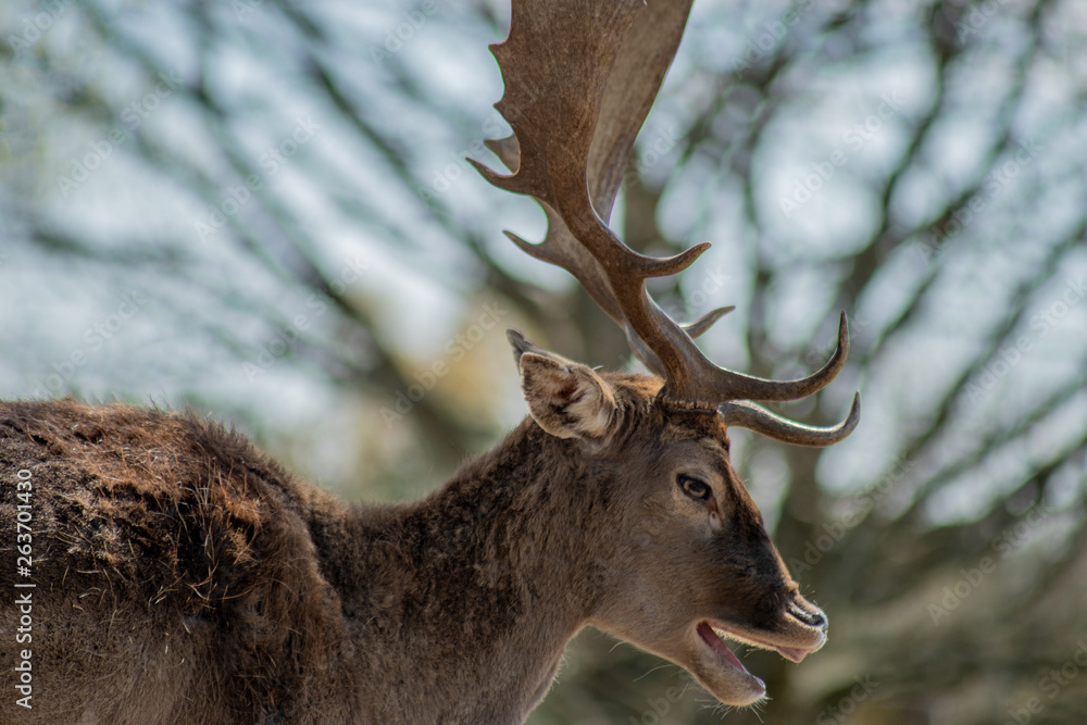 Portrait Kopf von Hirsch mit schönem Geweih auf der Schönower Heide in Brandenburg Portrait Kopf von Hirsch mit schönem Geweih auf der Schönower Heide in Brandenburg