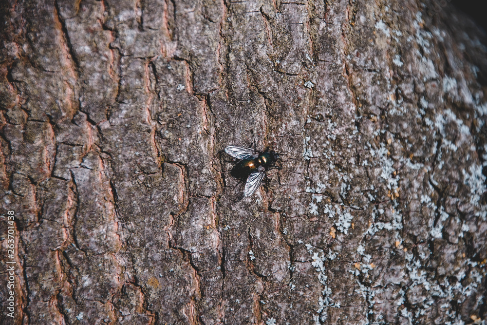 Fliege, Holz, Baum, Rinde, Hintergrund, Textur Fliege, Holz, Baum, Rinde, Hintergrund, Textur