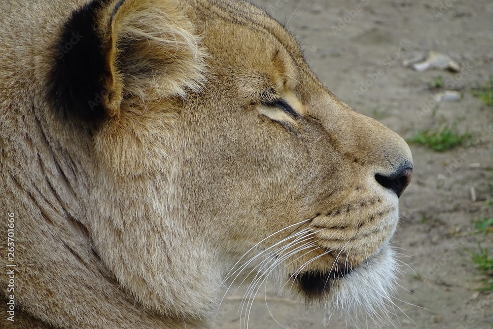 Naklejka premium Beautiful lions at the zoo