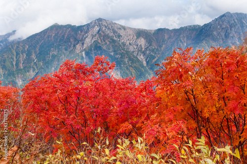 Rowan leaves in Northern Alps - 北アルプス・ナナカマドの紅葉