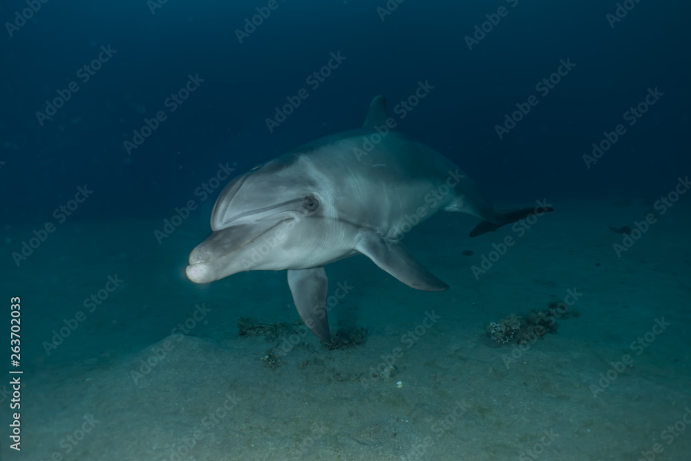 Dolphins swimming in the Red Sea, Eilat Israel