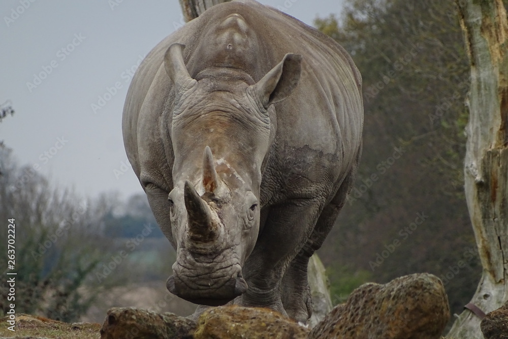 Fototapeta premium Rhinos at the zoo