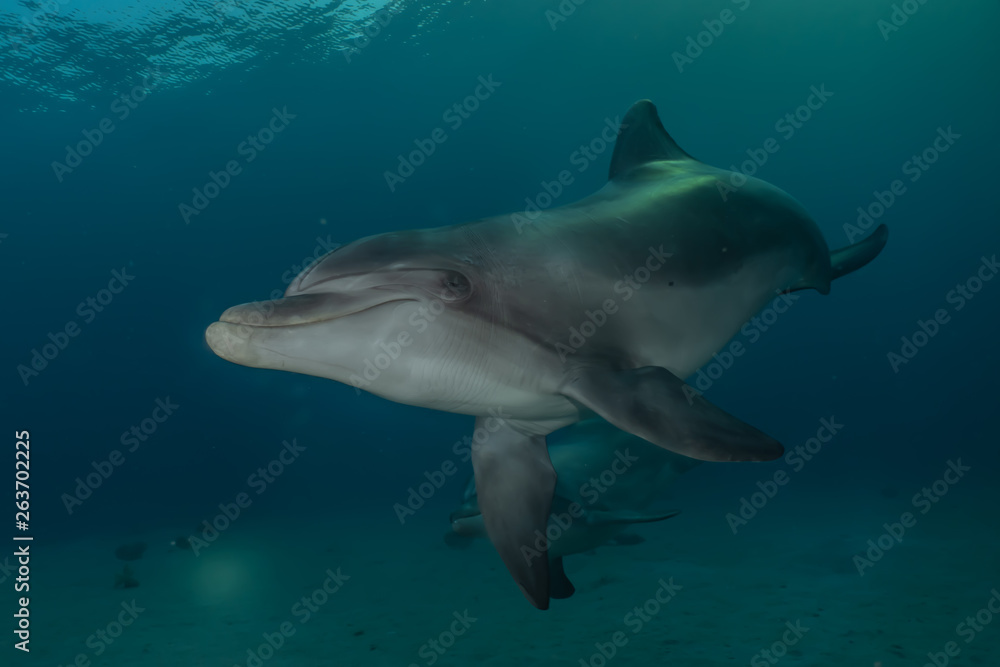 Fototapeta premium Dolphins swimming in the Red Sea, Eilat Israel