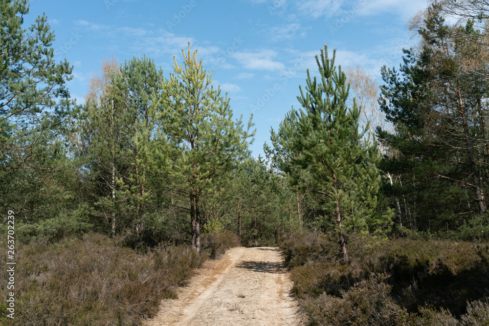 Obraz premium Blick auf einen Wanderweg durch einen Kiefernwald und Heide Landschaft in Brandenburg