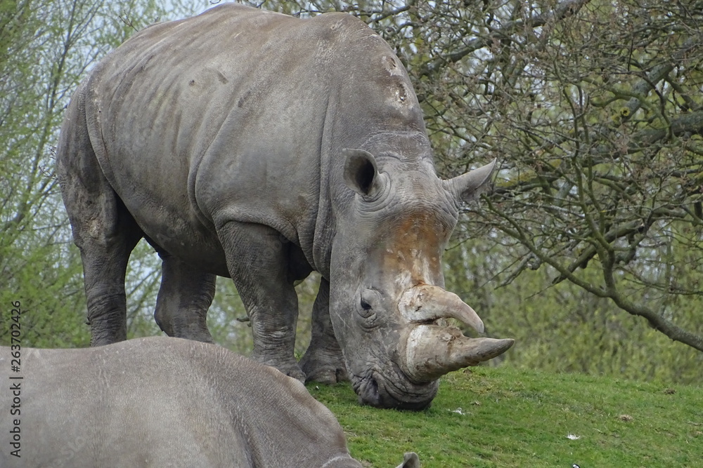 Fototapeta premium Rhinos at the zoo