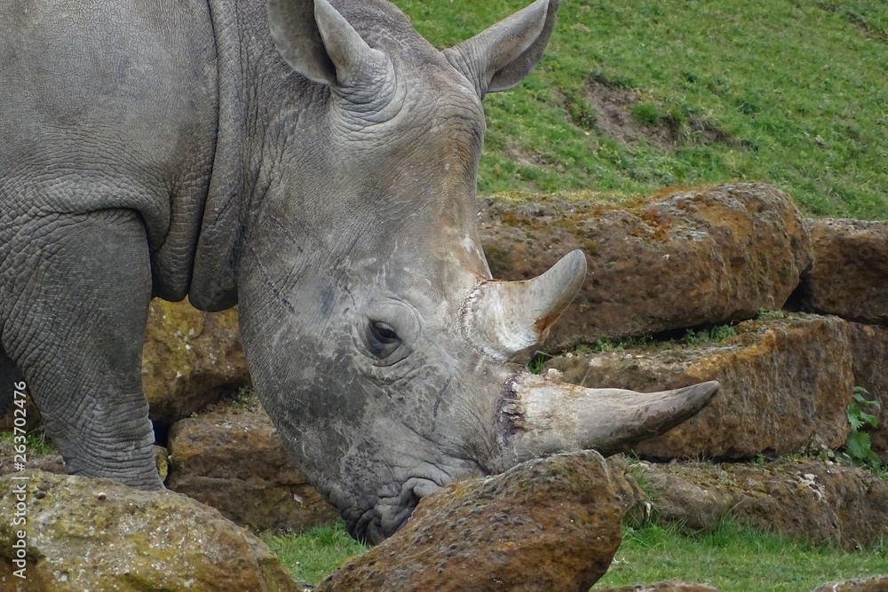 Fototapeta premium Rhinos at the zoo