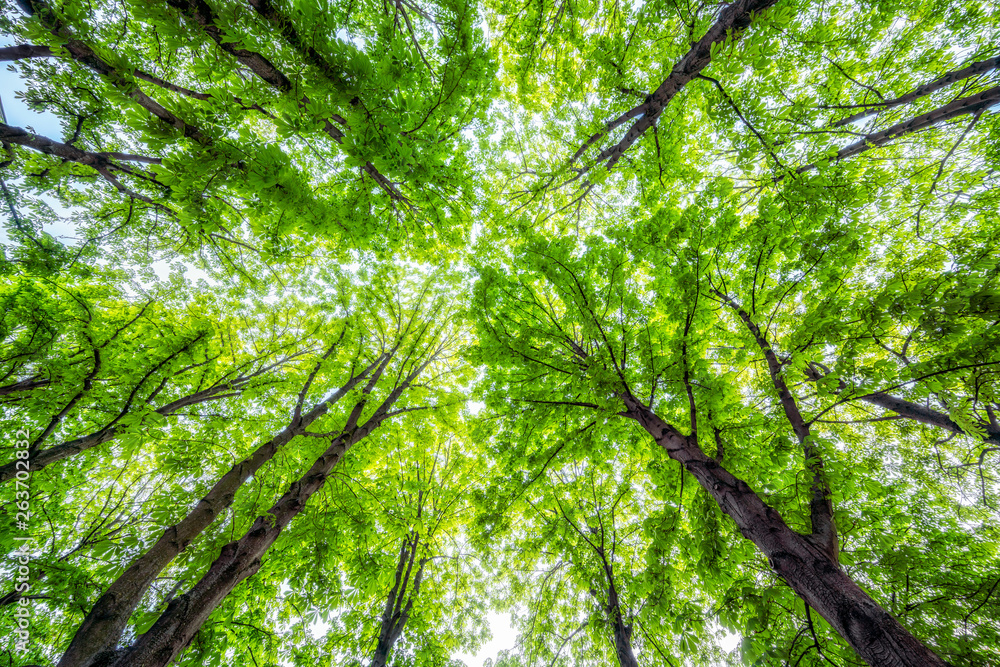 Fototapeta premium Grüner Wald im Sommer 