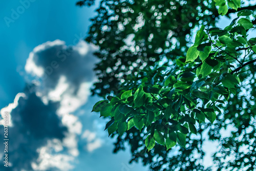 Green leaves on a bright summer s day  against a bokeh background of sky  clouds  and sunlight  Sleepy Hollow  Upstate New York  NY