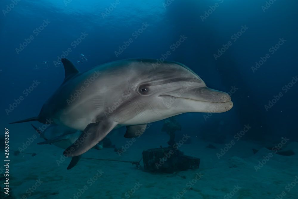 Naklejka premium Dolphins swimming in the Red Sea, Eilat Israel