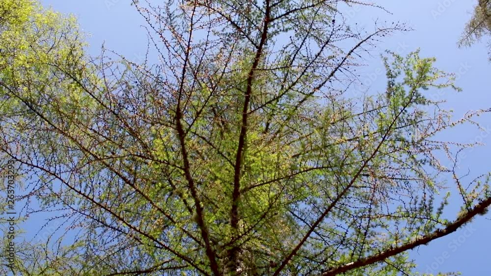 European Larch canopy against a blue sky in Scotland during spring/April with sliding motion and arc. European Larch canopy against a blue sky in Scotland during spring/April with sliding motion and arc.