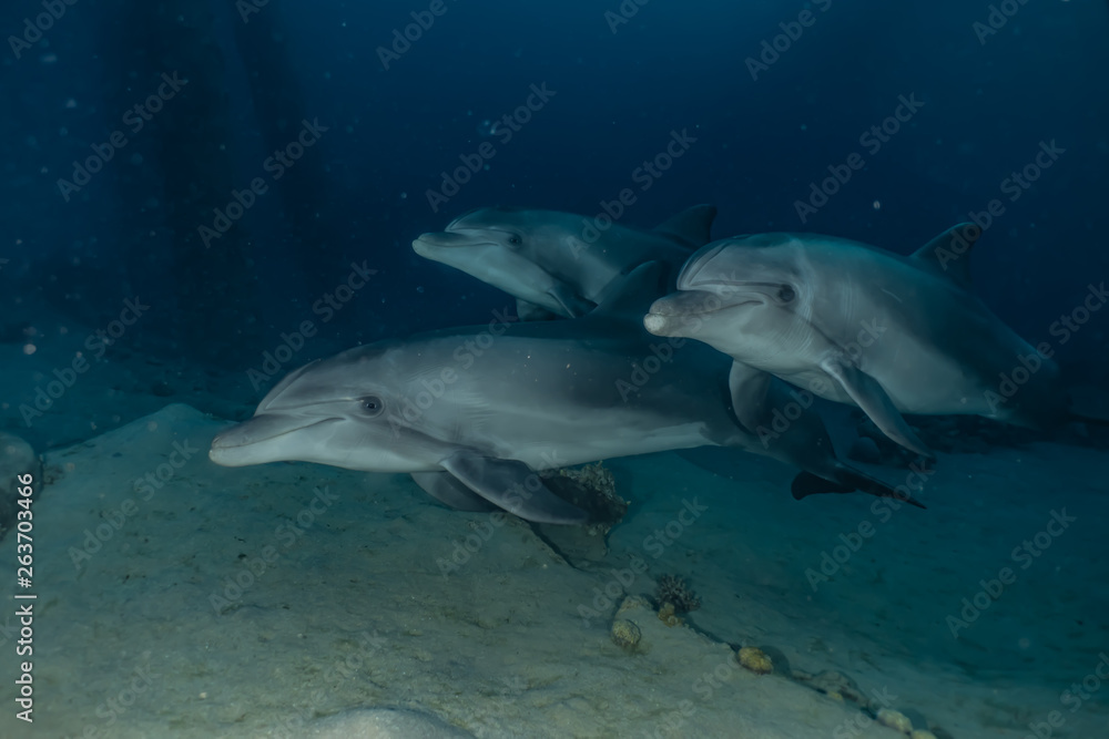 Dolphins swimming in the Red Sea, Eilat Israel Dolphins swimming in the Red Sea, Eilat Israel