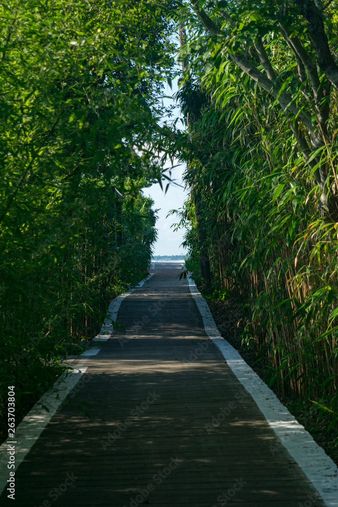 Wooden walkway covered by trees and bushes, leading toward an opening in the distance, Fire Island, NY
