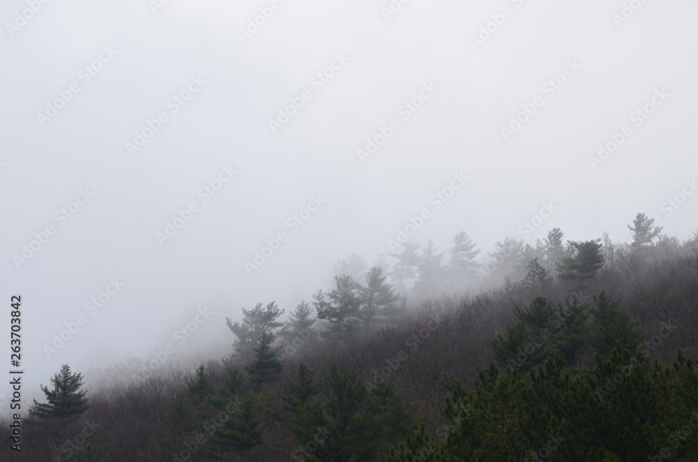 Pine Tree Forest with Low Clouds and Fog 
