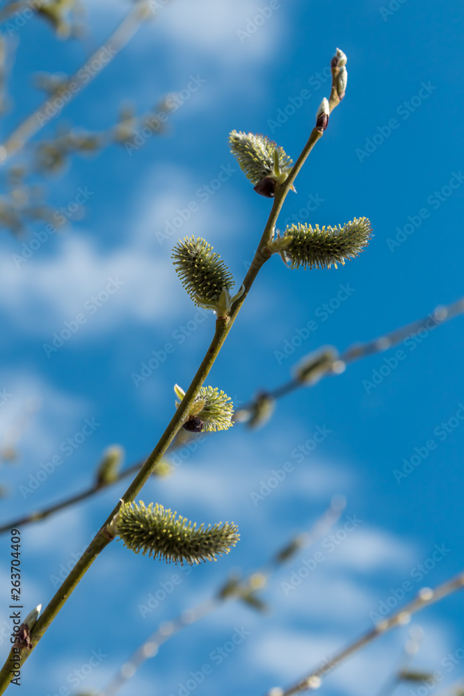 Spring, in mid-April very beautiful buds willow. Spring, in mid-April very beautiful buds willow.
