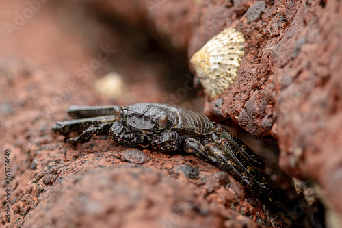 black crab